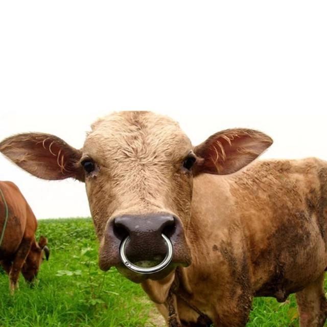 Guys, what do you think about my nose ring?