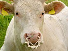 A nose ring