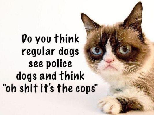 Which is the favorite slang for police?🚔👮🥓🐷🍩?
