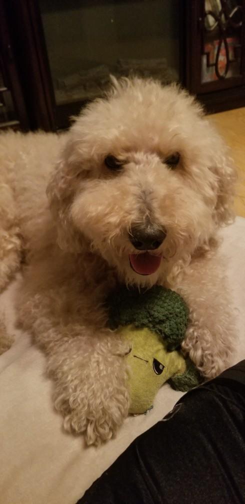What's the funniest memory you have with your pet?