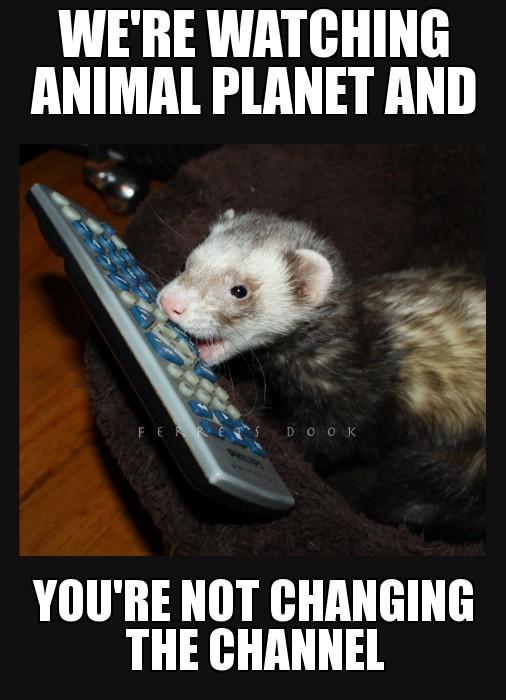 What's the funniest memory you have with your pet?