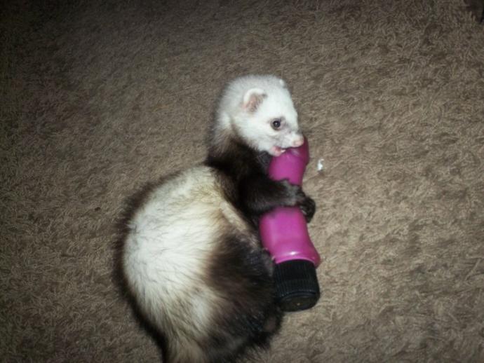 What's the funniest memory you have with your pet?