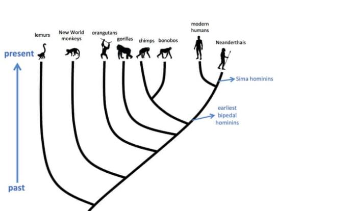 Do you believe we evolved from apes?