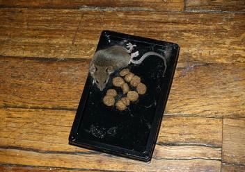 Which of these mouse traps methods do you think is most inhumane?