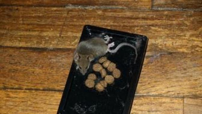 Which of these mouse traps methods do you think is most inhumane?