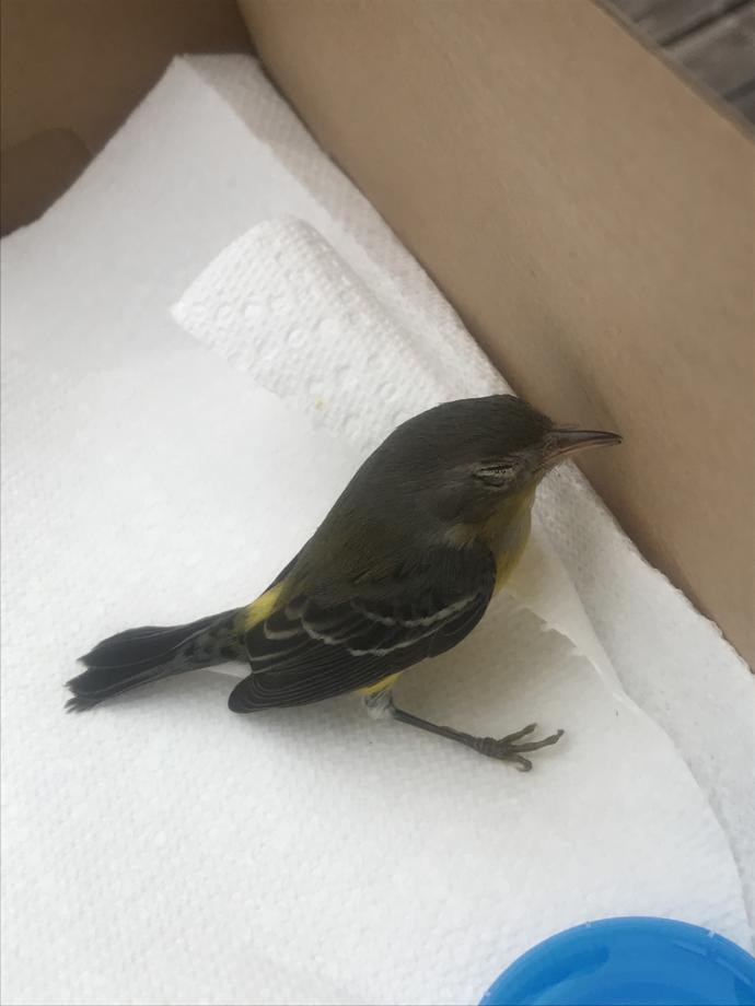 What do I do for this bird?