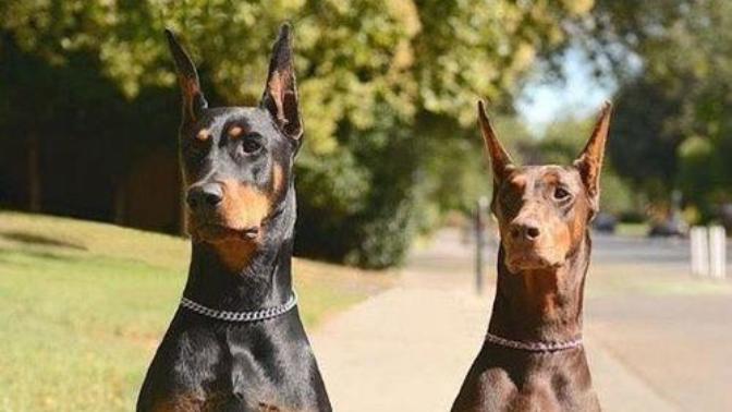 Are the majority of Doberman Pinschers predominantly black haired or brown haired?