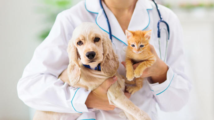 Can you afford veterinary expenses?