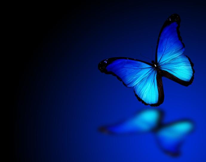 What do you think of the butterfly effect?
