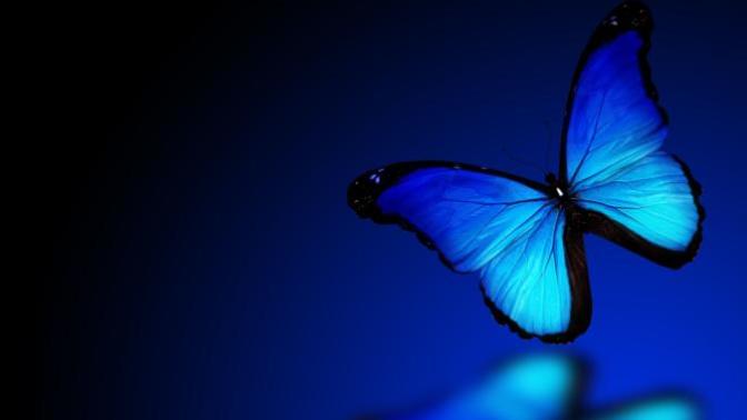 What do you think of the butterfly effect?