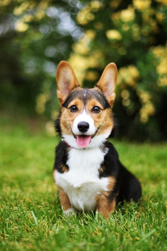 Which do you like more, dogs or cats?