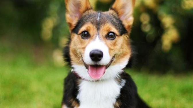 Which do you like more, dogs or cats?
