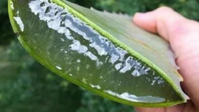 What is the green stuff inside of this and does it seem good to be able to eat?