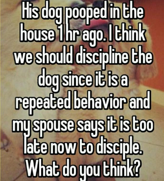 Should we discipline his dog or not?