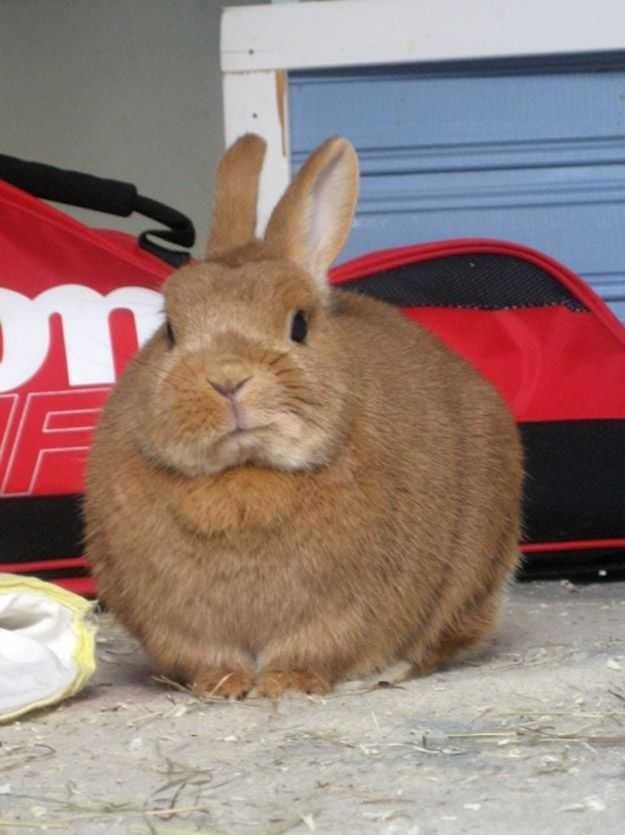 What is the best name for my friends newly adopted pet rabbit?