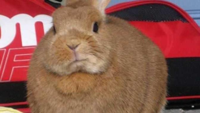What is the best name for my friend's newly adopted pet rabbit?