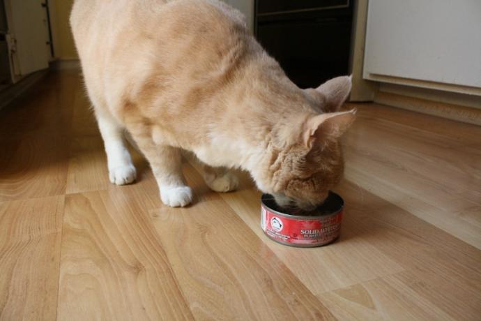 How do you feed wet food to your cat?