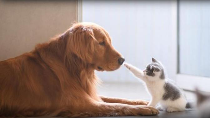 How to get a dog to get along with a cat?