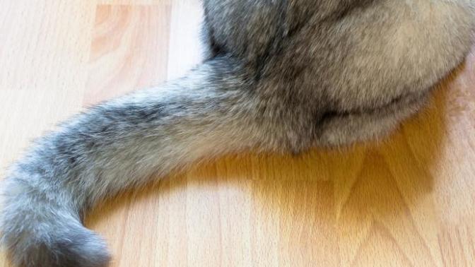 Will tail amputation in cat change their personalities?