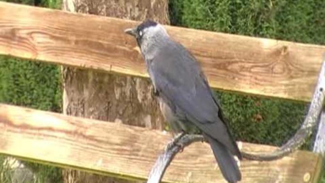 Is it true that in Europe, even though many people dislike corvids, jackdaws are well liked?
