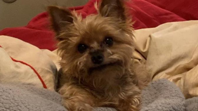 Veterinarians not allowed (wink)... Can we save our dog?