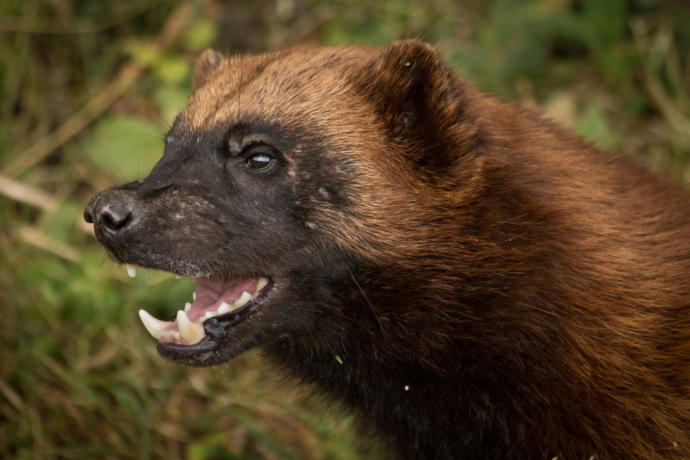 What is your spirit animal?