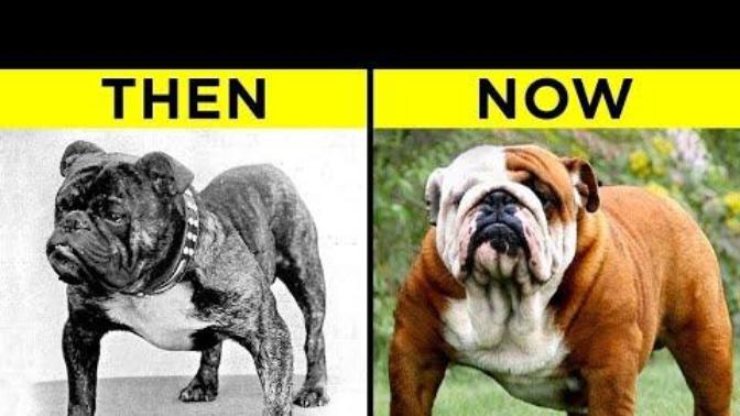 Do you believe humans in pursuit of "standards" (aka AKC, UKC, etc.) have ruined the health & effectiveness of certain dog breeds?