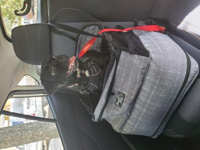 Any dog road trip equipment recommendations?