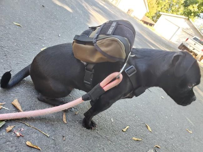 Any dog road trip equipment recommendations?