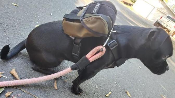 Any dog road trip equipment recommendations?