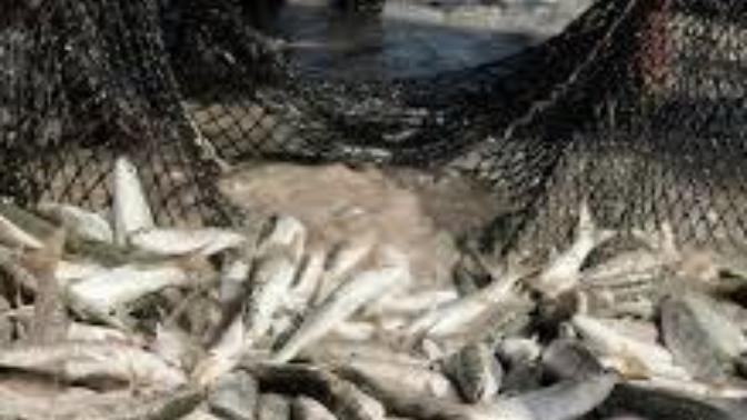 What is the minimum fish net size requirement needed in order to catch 153 large fish without the net breaking and is this a miracle catch?