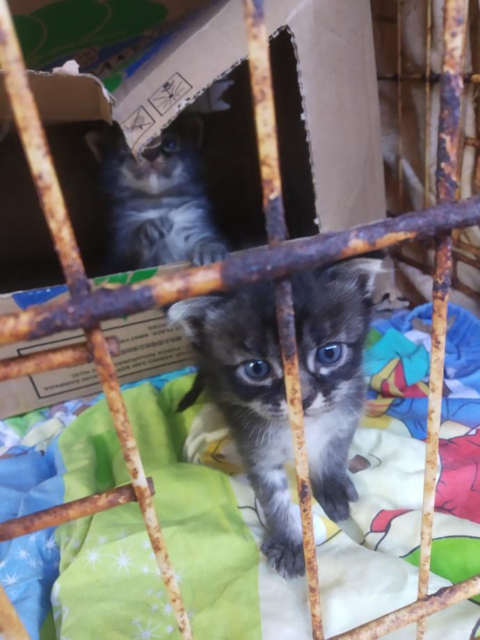 What do you think about my kittens?