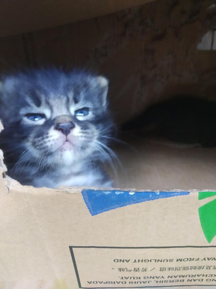 What do you think about my kittens?