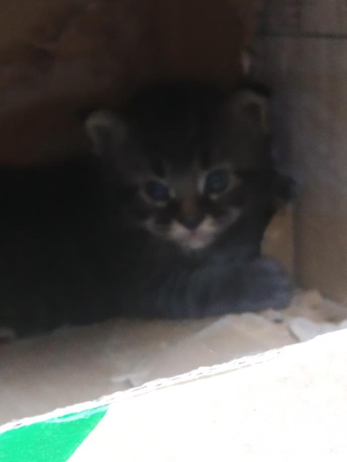 What do you think about my kittens?