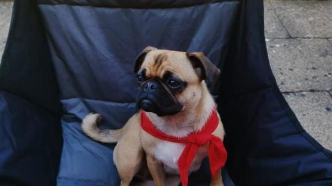 Annoying cute pug?
