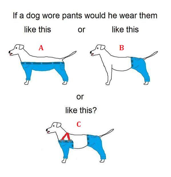 How should dogs (or any quadrupedal) wear pants?