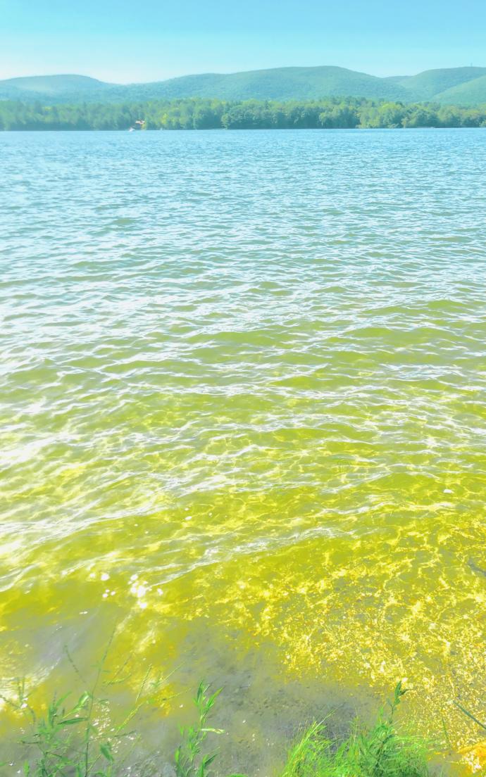 What is your favorite ANIMAL 🐺 article of CLOTHING 👗 body of WATER 💦 (Use 6 adjectives to describe each.. I will tell you what it represents 🤓)?