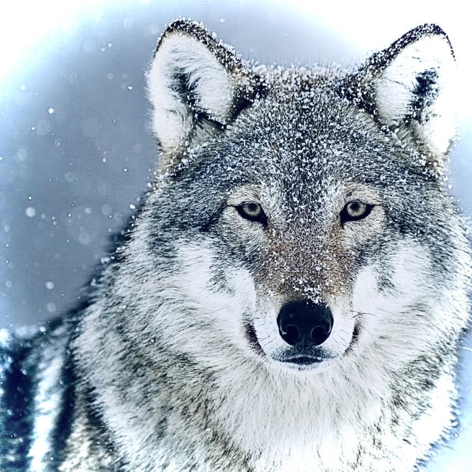 What is your favorite ANIMAL 🐺 article of CLOTHING 👗 body of WATER 💦 (Use 6 adjectives to describe each.. I will tell you what it represents 🤓)?