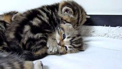 😽😽