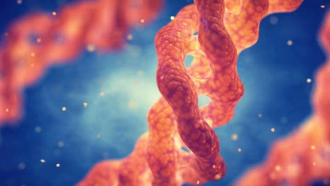 Question for Athletes, and fitness enthusiasts, thinking about muscle building suppliments, how important is collagen in your diets?
