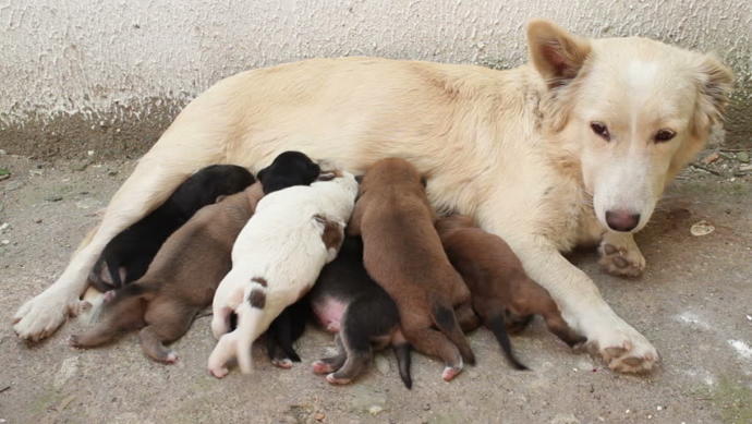 This is one type of mammal that is breastfeeding. 