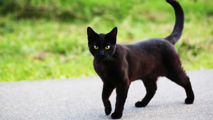 Do you believe a black cat crossing your path brings bad luck?