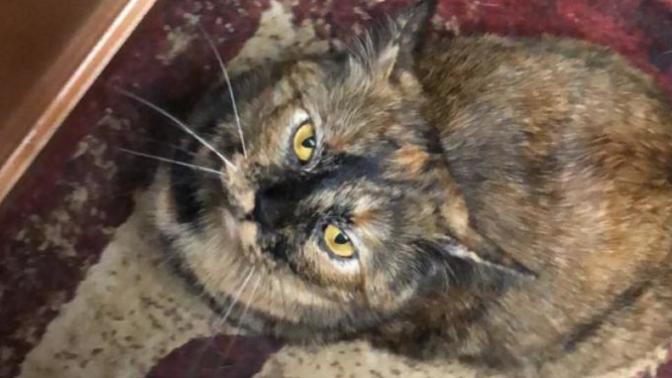 Should I buy another cat just for my animal?