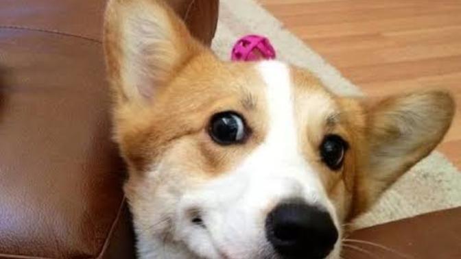 Is he a good boy ? Will you give him a hug and a kiss?