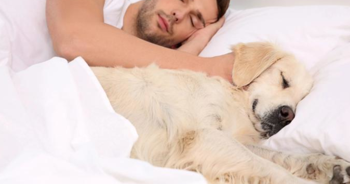 Would you or do you let your dog sleep on your bed with you? Sexuality