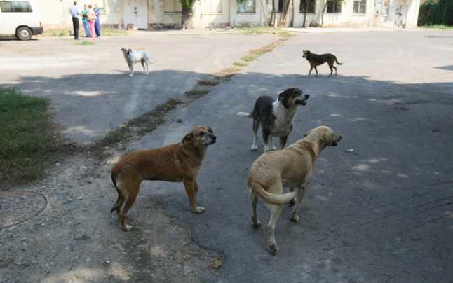 Have You Ever Been Chased By An Animal When You Were Younger?