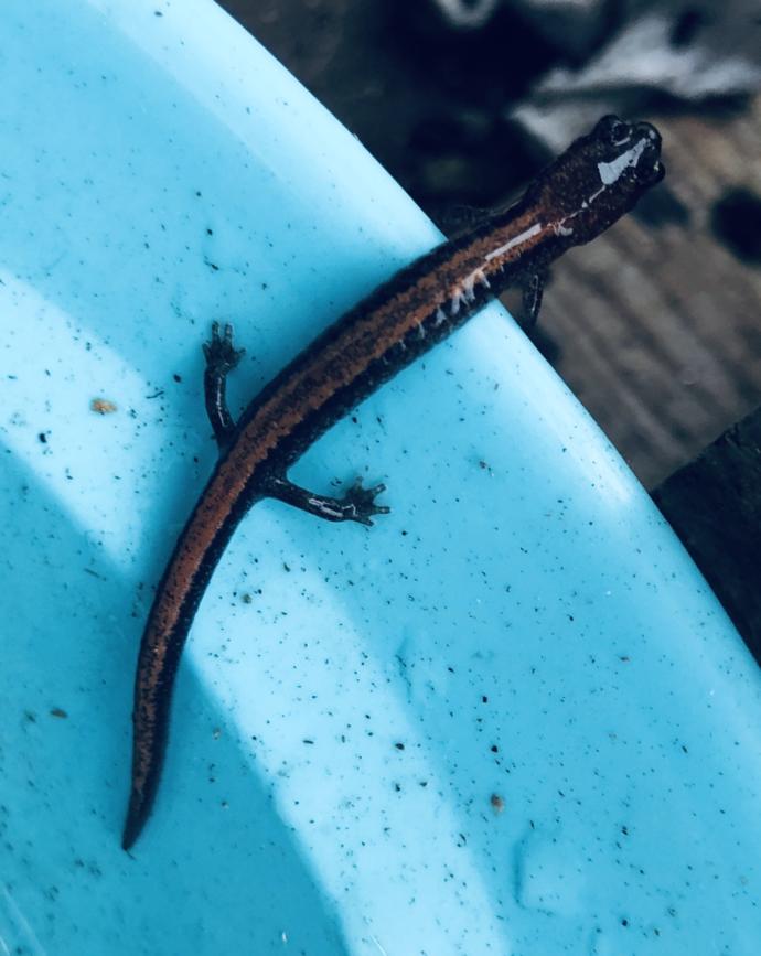Does anyone know What is this lizard like thing & Should it be IN the water 💦 or OUT of water 💦 ?