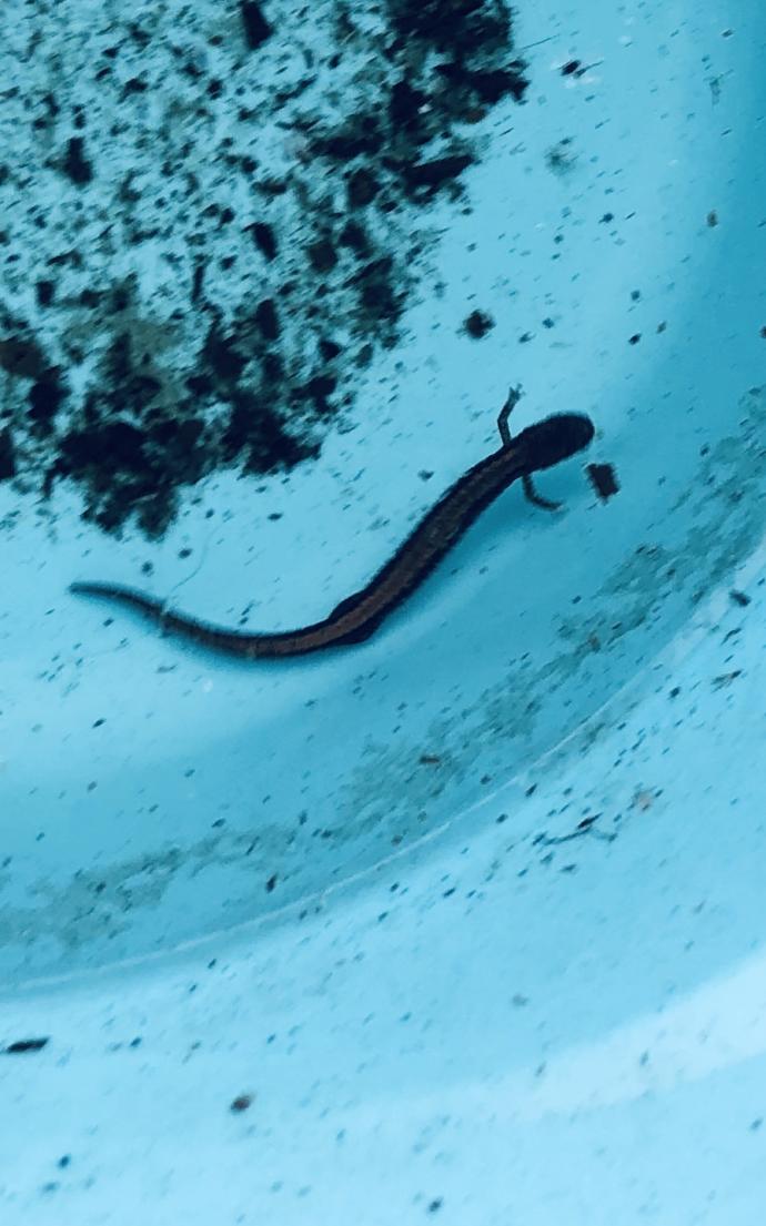 Does anyone know What is this lizard like thing & Should it be IN the water 💦 or OUT of water 💦 ?