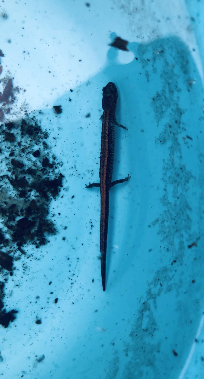 Does anyone know What is this lizard like thing & Should it be IN the water 💦 or OUT of water 💦 ?