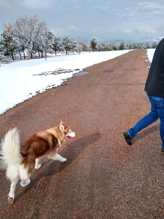 She tucks her tail when shes running fast. Its so funny.